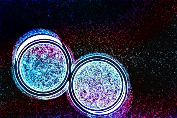Cell & Mitosis